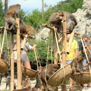 Tour to Monkey and Orchid Islands