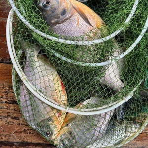 Fishing "Piranha Hunting"