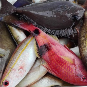 Sea fishing and snorkeling